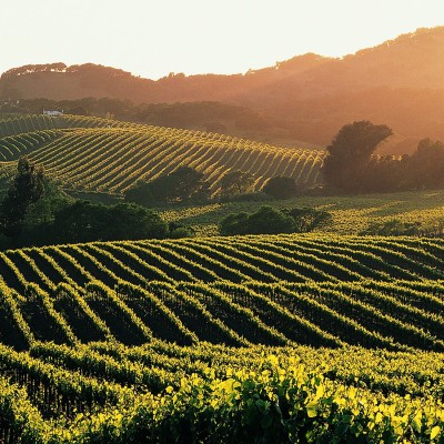 The Distinctive and Diverse Varieties of McLaren Vale