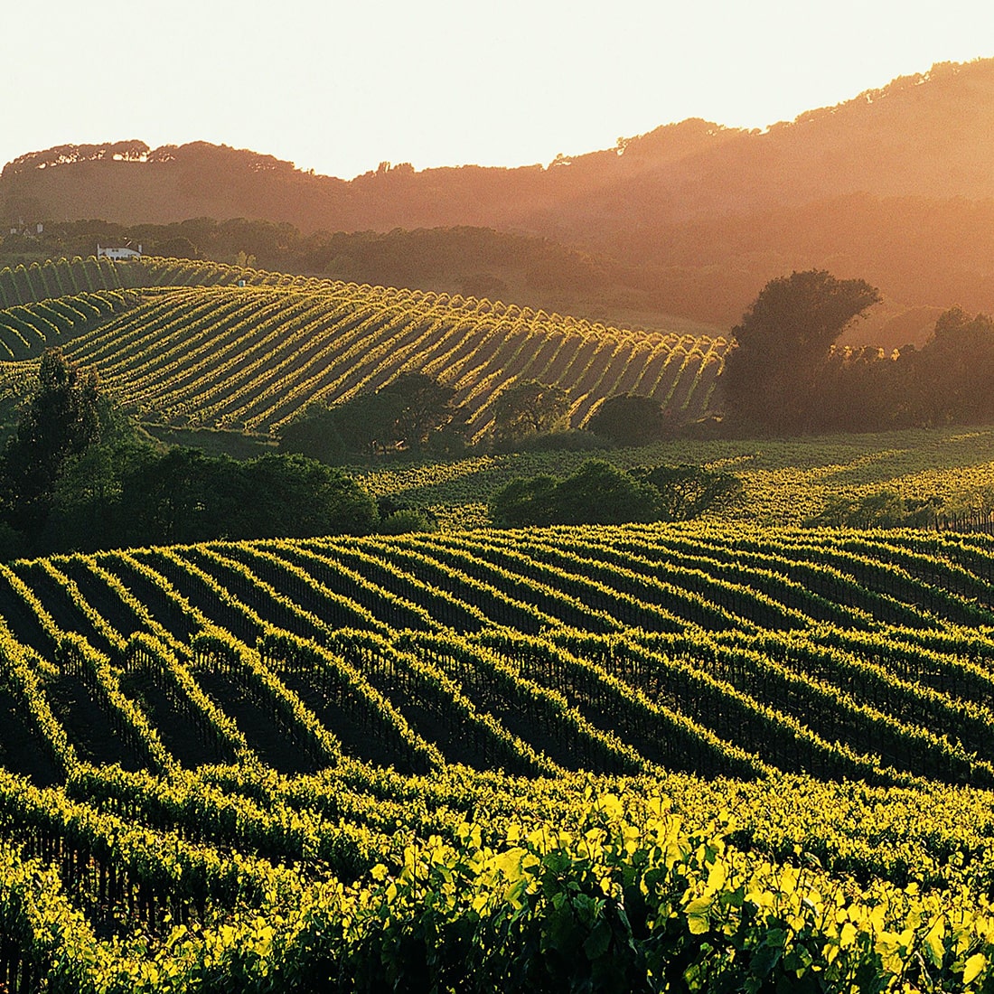 The Distinctive and Diverse Varieties of McLaren Vale