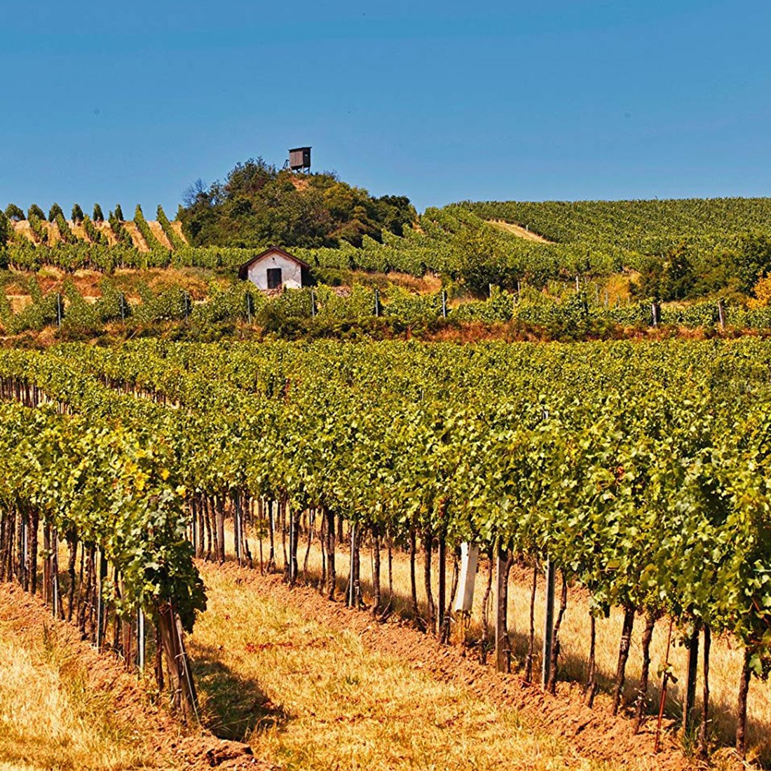 Climate Change Threatens Wine, and a Way of Life, in Jura